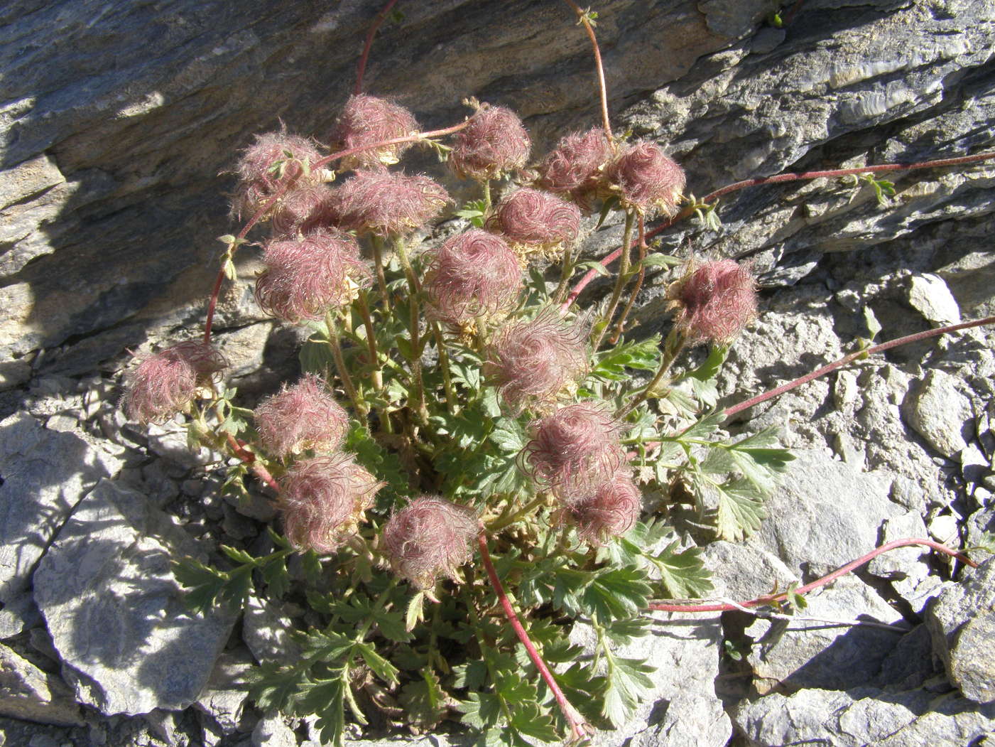 Geum reptans o montanum?